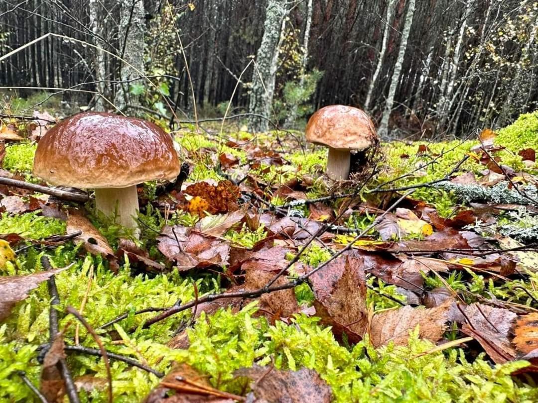 Wypoczynek Kocia Gora Villa Dziemiany Eksteriør billede